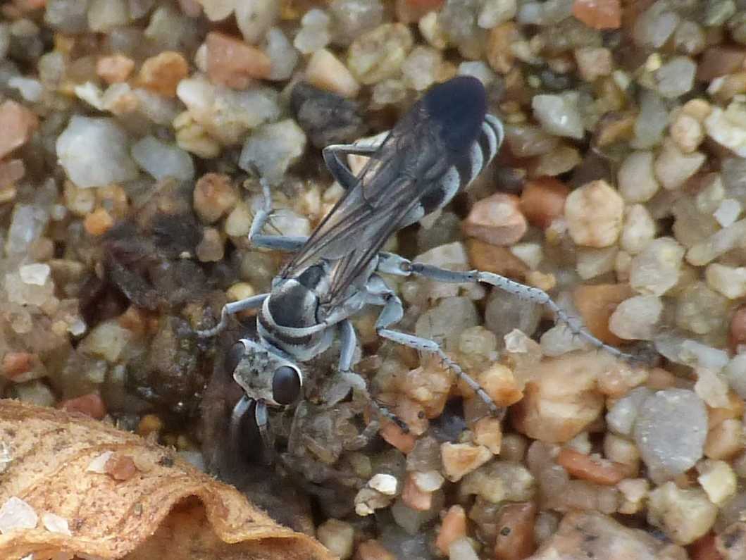Pompilus cfr cinereus con piccola Arctosa - Palau (OT)